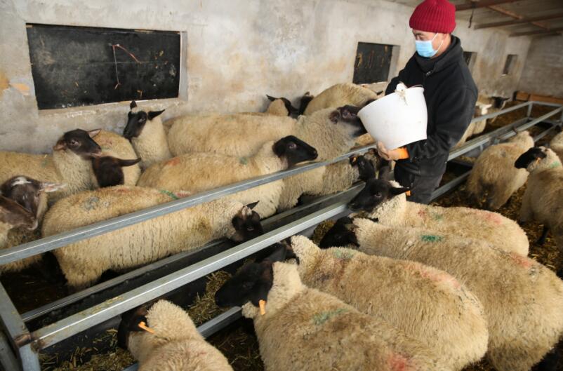 新疆察布查尔县:良种养殖带来&ldquo;良&rdquo;效