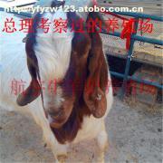 【饲养肉牛牛舍如何设计】价格,厂家,图片,供应商,牲畜,嘉祥县航宇牛羊驴养殖场 - 产品库 - 阿土伯交易网